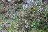  ( - EDNA23-0064319)  @11 [ ] CreativeCommons  Attribution Non-Commercial Share-Alike (2023) Markus Ruhsam Royal botanic Garden Edinburgh