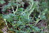 ( - EDNA23-0064319)  @11 [ ] CreativeCommons  Attribution Non-Commercial Share-Alike (2023) Markus Ruhsam Royal botanic Garden Edinburgh