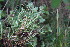  ( - EDNA23-0064319)  @11 [ ] CreativeCommons  Attribution Non-Commercial Share-Alike (2023) Markus Ruhsam Royal botanic Garden Edinburgh