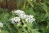  ( - EDNA23-0064320)  @11 [ ] CreativeCommons  Attribution Non-Commercial Share-Alike (2023) Markus Ruhsam Royal botanic Garden Edinburgh