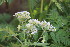  ( - EDNA23-0064320)  @11 [ ] CreativeCommons  Attribution Non-Commercial Share-Alike (2023) Markus Ruhsam Royal botanic Garden Edinburgh