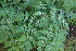  ( - EDNA23-0064320)  @11 [ ] CreativeCommons  Attribution Non-Commercial Share-Alike (2023) Markus Ruhsam Royal botanic Garden Edinburgh