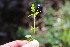  ( - EDNA23-0064321)  @11 [ ] CreativeCommons  Attribution Non-Commercial Share-Alike (2023) Markus Ruhsam Royal botanic Garden Edinburgh