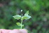  ( - EDNA23-0064321)  @11 [ ] CreativeCommons  Attribution Non-Commercial Share-Alike (2023) Markus Ruhsam Royal botanic Garden Edinburgh