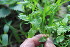  ( - EDNA23-0064321)  @11 [ ] CreativeCommons  Attribution Non-Commercial Share-Alike (2023) Markus Ruhsam Royal botanic Garden Edinburgh