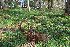  ( - EDNA23-0064650)  @11 [ ] CreativeCommons  Attribution Non-Commercial Share-Alike (2023) Markus Ruhsam Royal botanic Garden Edinburgh