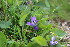  ( - EDNA23-0064326)  @11 [ ] CreativeCommons  Attribution Non-Commercial Share-Alike (2023) Markus Ruhsam Royal botanic Garden Edinburgh