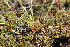  (Aira - EDNA23-0064520)  @11 [ ] CreativeCommons  Attribution Non-Commercial Share-Alike (2023) Markus Ruhsam Royal botanic Garden Edinburgh