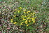  ( - EDNA23-0064521)  @11 [ ] CreativeCommons  Attribution Non-Commercial Share-Alike (2023) Markus Ruhsam Royal botanic Garden Edinburgh