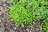  ( - EDNA23-0064523)  @11 [ ] CreativeCommons  Attribution Non-Commercial Share-Alike (2023) Markus Ruhsam Royal botanic Garden Edinburgh