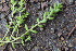  ( - EDNA23-0064523)  @11 [ ] CreativeCommons  Attribution Non-Commercial Share-Alike (2023) Markus Ruhsam Royal botanic Garden Edinburgh