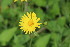  ( - EDNA23-0064526)  @11 [ ] CreativeCommons  Attribution Non-Commercial Share-Alike (2023) Markus Ruhsam Royal botanic Garden Edinburgh