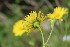 ( - EDNA23-0064526)  @11 [ ] CreativeCommons  Attribution Non-Commercial Share-Alike (2023) Markus Ruhsam Royal botanic Garden Edinburgh
