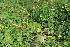  ( - EDNA23-0064526)  @11 [ ] CreativeCommons  Attribution Non-Commercial Share-Alike (2023) Markus Ruhsam Royal botanic Garden Edinburgh