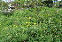  ( - EDNA23-0064526)  @11 [ ] CreativeCommons  Attribution Non-Commercial Share-Alike (2023) Markus Ruhsam Royal botanic Garden Edinburgh