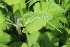  ( - EDNA23-0064526)  @11 [ ] CreativeCommons  Attribution Non-Commercial Share-Alike (2023) Markus Ruhsam Royal botanic Garden Edinburgh