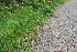  ( - EDNA23-0064528)  @11 [ ] CreativeCommons  Attribution Non-Commercial Share-Alike (2023) Markus Ruhsam Royal botanic Garden Edinburgh