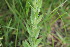  (Lepidium campestre - EDNA23-0064528)  @11 [ ] CreativeCommons  Attribution Non-Commercial Share-Alike (2023) Markus Ruhsam Royal botanic Garden Edinburgh