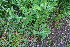  ( - EDNA23-0064531)  @11 [ ] CreativeCommons  Attribution Non-Commercial Share-Alike (2023) Markus Ruhsam Royal botanic Garden Edinburgh