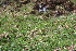  ( - EDNA23-0064535)  @11 [ ] CreativeCommons  Attribution Non-Commercial Share-Alike (2023) Markus Ruhsam Royal botanic Garden Edinburgh