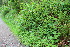  (Valeriana pyrenaica - EDNA23-0064590)  @11 [ ] CreativeCommons  Attribution Non-Commercial Share-Alike (2023) Markus Ruhsam Royal botanic Garden Edinburgh