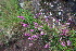  ( - EDNA23-0064596)  @11 [ ] CreativeCommons  Attribution Non-Commercial Share-Alike (2023) Markus Ruhsam Royal botanic Garden Edinburgh