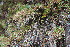  ( - EDNA23-0064603)  @11 [ ] CreativeCommons  Attribution Non-Commercial Share-Alike (2023) Markus Ruhsam Royal botanic Garden Edinburgh