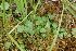  ( - EDNA21-0061096)  @11 [ ] CreativeCommons Attribution NonCommercial ShareAlike (2021) Markus Ruhsam Royal Botanic Garden, Edinburgh