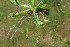  (Pilosella aurantiaca - EDNA23-0064629)  @11 [ ] CreativeCommons  Attribution Non-Commercial Share-Alike (2023) Markus Ruhsam Royal botanic Garden Edinburgh