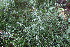  ( - EDNA23-0064633)  @11 [ ] CreativeCommons  Attribution Non-Commercial Share-Alike (2023) Markus Ruhsam Royal botanic Garden Edinburgh