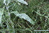  ( - EDNA23-0064633)  @11 [ ] CreativeCommons  Attribution Non-Commercial Share-Alike (2023) Markus Ruhsam Royal botanic Garden Edinburgh