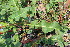  (Papaver rhoeas - EDNA23-0064636)  @11 [ ] CreativeCommons  Attribution Non-Commercial Share-Alike (2023) Markus Ruhsam Royal botanic Garden Edinburgh