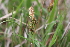  ( - EDNA21-0061097)  @11 [ ] CreativeCommons Attribution NonCommercial ShareAlike (2021) Markus Ruhsam Royal Botanic Garden, Edinburgh