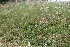  ( - EDNA21-0061097)  @11 [ ] CreativeCommons Attribution NonCommercial ShareAlike (2021) Markus Ruhsam Royal Botanic Garden, Edinburgh