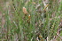  ( - EDNA21-0061097)  @11 [ ] CreativeCommons Attribution NonCommercial ShareAlike (2021) Markus Ruhsam Royal Botanic Garden, Edinburgh