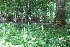  ( - EDNA23-0064637)  @11 [ ] CreativeCommons  Attribution Non-Commercial Share-Alike (2023) Markus Ruhsam Royal botanic Garden Edinburgh