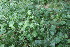  ( - EDNA23-0064637)  @11 [ ] CreativeCommons  Attribution Non-Commercial Share-Alike (2023) Markus Ruhsam Royal botanic Garden Edinburgh