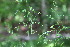 ( - EDNA23-0064637)  @11 [ ] CreativeCommons  Attribution Non-Commercial Share-Alike (2023) Markus Ruhsam Royal botanic Garden Edinburgh