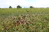  (Stellaria palustris - EDNA23-0064639)  @11 [ ] CreativeCommons  Attribution Non-Commercial Share-Alike (2023) Markus Ruhsam Royal botanic Garden Edinburgh