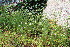  ( - EDNA23-0064641)  @11 [ ] CreativeCommons  Attribution Non-Commercial Share-Alike (2023) Markus Ruhsam Royal botanic Garden Edinburgh
