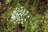  ( - EDNA23-0064641)  @11 [ ] CreativeCommons  Attribution Non-Commercial Share-Alike (2023) Markus Ruhsam Royal botanic Garden Edinburgh