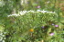  ( - EDNA23-0064641)  @11 [ ] CreativeCommons  Attribution Non-Commercial Share-Alike (2023) Markus Ruhsam Royal botanic Garden Edinburgh