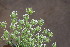  ( - EDNA23-0064641)  @11 [ ] CreativeCommons  Attribution Non-Commercial Share-Alike (2023) Markus Ruhsam Royal botanic Garden Edinburgh