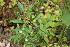  ( - EDNA23-0064641)  @11 [ ] CreativeCommons  Attribution Non-Commercial Share-Alike (2023) Markus Ruhsam Royal botanic Garden Edinburgh