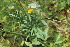  ( - EDNA23-0064641)  @11 [ ] CreativeCommons  Attribution Non-Commercial Share-Alike (2023) Markus Ruhsam Royal botanic Garden Edinburgh