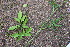  ( - EDNA23-0064641)  @11 [ ] CreativeCommons  Attribution Non-Commercial Share-Alike (2023) Markus Ruhsam Royal botanic Garden Edinburgh