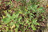  ( - EDNA23-0064641)  @11 [ ] CreativeCommons  Attribution Non-Commercial Share-Alike (2023) Markus Ruhsam Royal botanic Garden Edinburgh