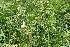  ( - EDNA23-0064645)  @11 [ ] CreativeCommons  Attribution Non-Commercial Share-Alike (2023) Markus Ruhsam Royal botanic Garden Edinburgh