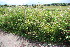  (Calystegia pulchra - EDNA23-0064645)  @11 [ ] CreativeCommons  Attribution Non-Commercial Share-Alike (2023) Markus Ruhsam Royal botanic Garden Edinburgh