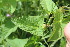  ( - EDNA23-0064645)  @11 [ ] CreativeCommons  Attribution Non-Commercial Share-Alike (2023) Markus Ruhsam Royal botanic Garden Edinburgh